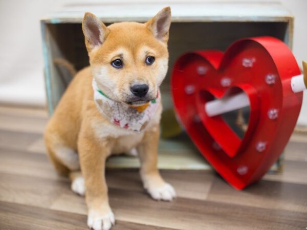 Shiba Inu DOG Male RED 13356 Petland Wichita, Kansas