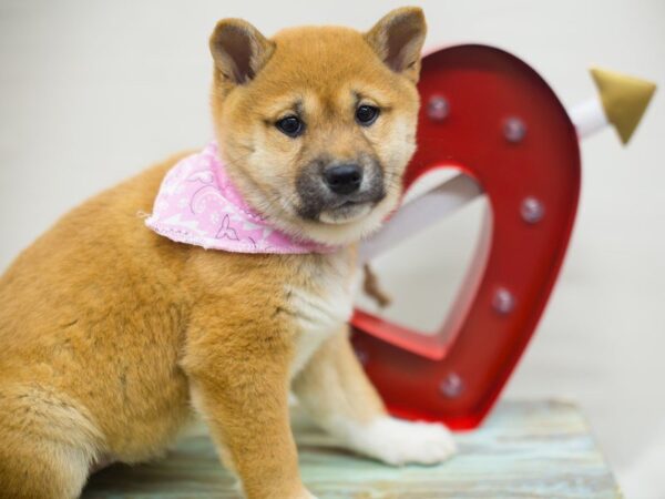 Shiba Inu DOG Female RED 13357 Petland Wichita, Kansas