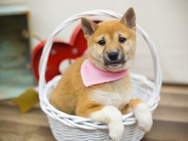 Shiba Inu-DOG-Female-RED-13358-Petland Wichita, Kansas
