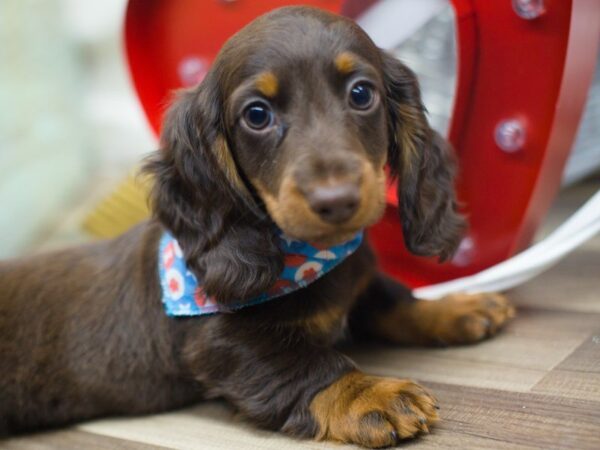 Miniature Dachshund DOG Male Chocolate 13360 Petland Wichita, Kansas