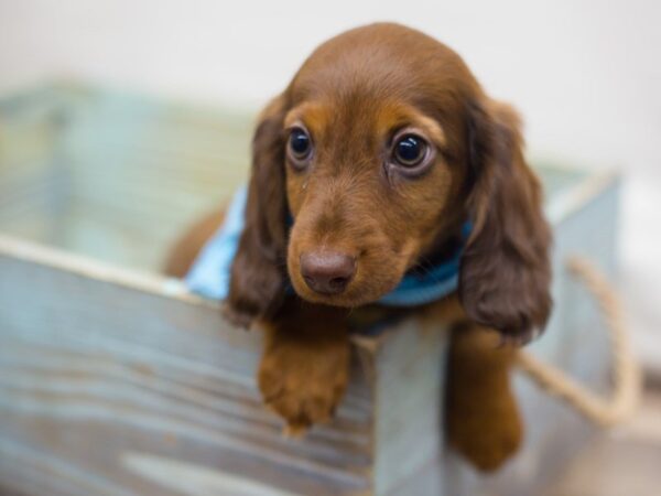 Miniature Dachshund DOG Male dapple 13361 Petland Wichita, Kansas