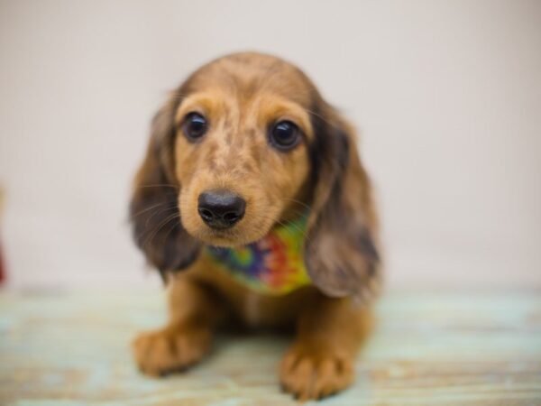 Miniature Dachshund DOG Male dapple 13362 Petland Wichita, Kansas