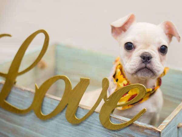 French Bulldog-DOG-Female-Cream-13232-Petland Wichita, Kansas