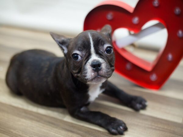 French Bulldog DOG Female Brindle 13233 Petland Wichita, Kansas