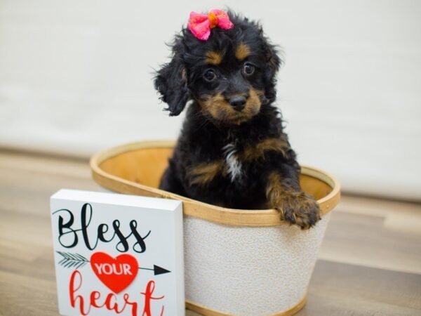 Cockapoo DOG Female BLACK AND TAN 13387 Petland Wichita, Kansas