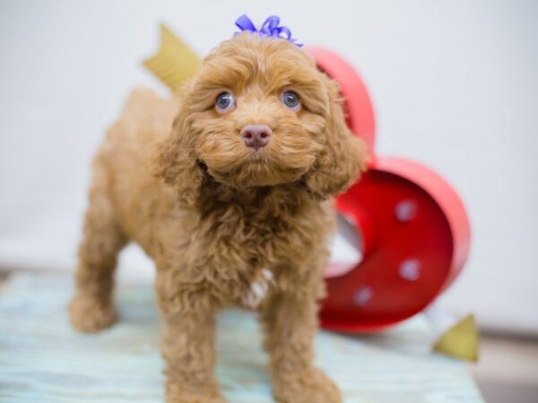 Cockapoo-DOG-Female-APRICOT-13386-Petland Wichita, Kansas