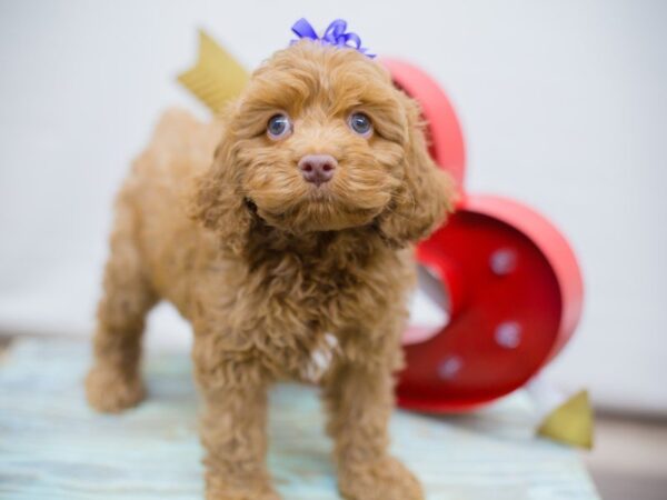 Cockapoo DOG Female APRICOT 13386 Petland Wichita, Kansas