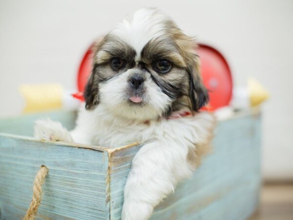 Peke A Tzu DOG Male Fawn Sable and White 13385 Petland Wichita, Kansas