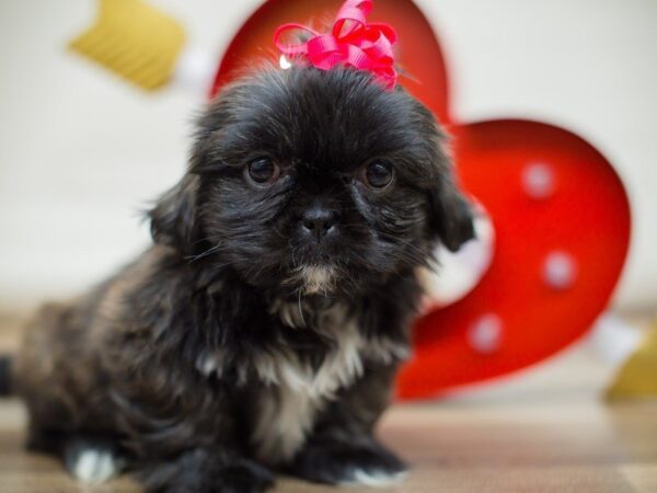 Peke A Tzu-DOG-Female-Brindle-13383-Petland Wichita, Kansas