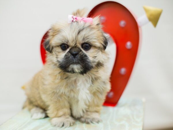 Peke A Tzu-DOG-Female-Fawn Sable-13384-Petland Wichita, Kansas