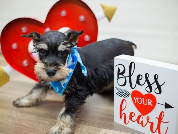 Miniature Schnauzer DOG Male Silver and Black 13364 Petland Wichita, Kansas