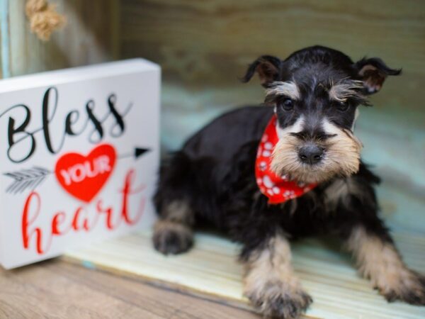 Miniature Schnauzer DOG Male Silver and Black 13365 Petland Wichita, Kansas