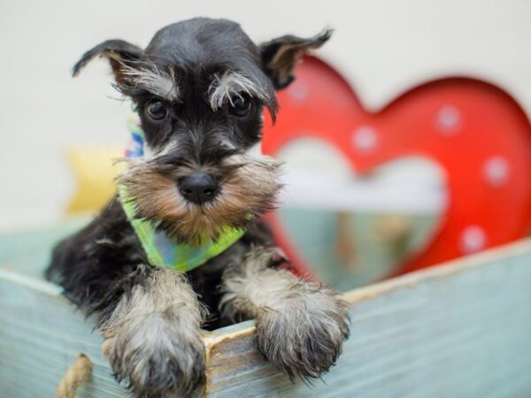 Miniature Schnauzer DOG Male Silver and Black 13366 Petland Wichita, Kansas