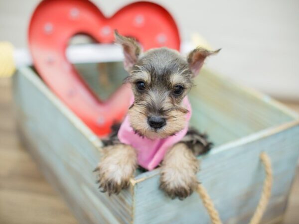 Miniature Schnauzer DOG Female Salt and Pepper 13367 Petland Wichita, Kansas