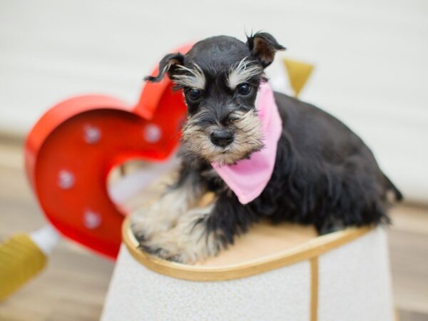 Miniature Schnauzer DOG Female Silver and Black 13368 Petland Wichita, Kansas