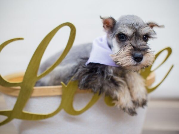 Miniature Schnauzer DOG Female Salt and Pepper 13369 Petland Wichita, Kansas