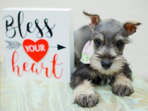 Miniature Schnauzer DOG Female Salt and Pepper 13370 Petland Wichita, Kansas