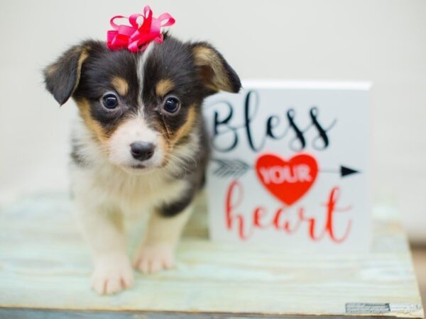 Pembroke Welsh Corgi-DOG-Female-TRI COLOR-13397-Petland Wichita, Kansas