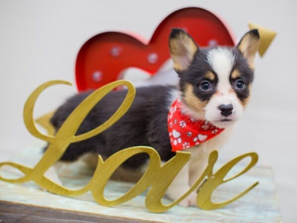 Pembroke Welsh Corgi DOG Male TRI COLOR 13396 Petland Wichita, Kansas