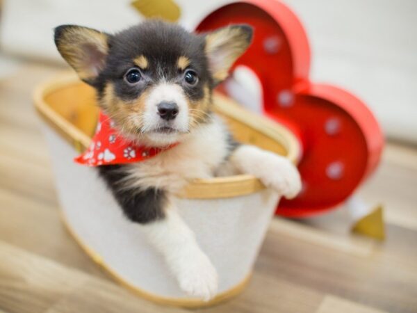 Pembroke Welsh Corgi DOG Male TRI COLOR 13395 Petland Wichita, Kansas