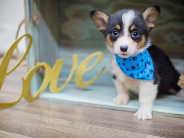 Pembroke Welsh Corgi-DOG-Male-TRI COLOR-13394-Petland Wichita, Kansas