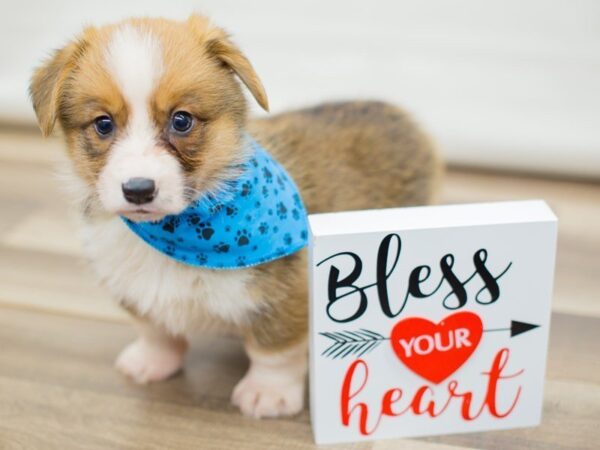 Pembroke Welsh Corgi-DOG-Male-RED-13393-Petland Wichita, Kansas