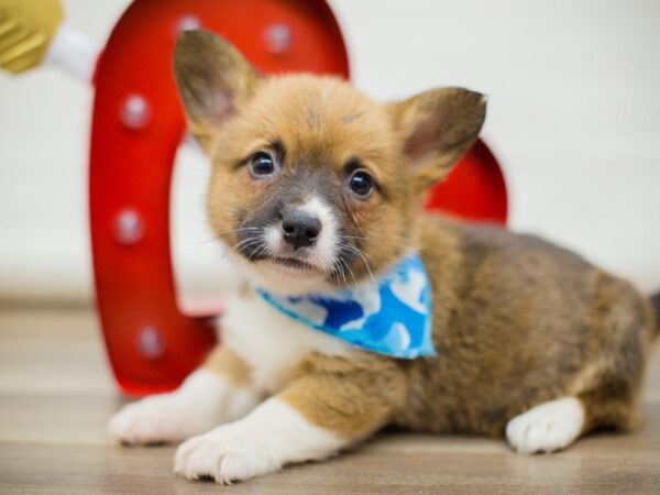 Pembroke Welsh Corgi DOG Male Tri 13392 Petland Wichita, Kansas