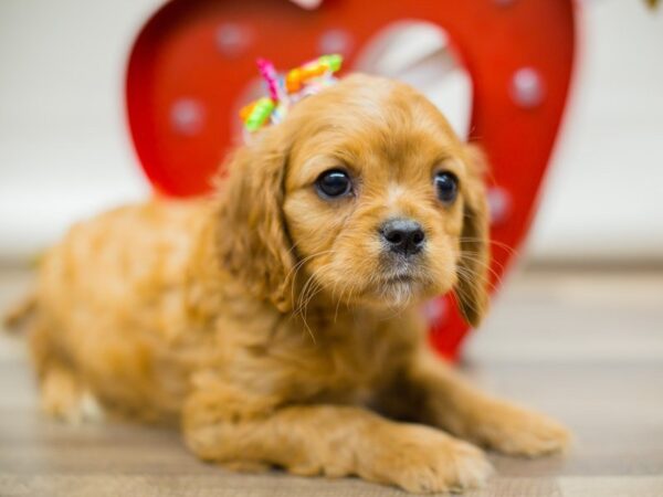 Cavalier King Charles Spaniel DOG Female RUBY 13390 Petland Wichita, Kansas