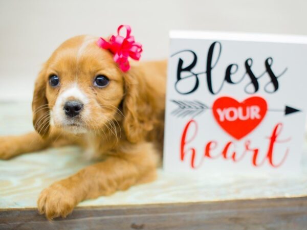 Cavalier King Charles Spaniel-DOG-Female-RUBY-13391-Petland Wichita, Kansas