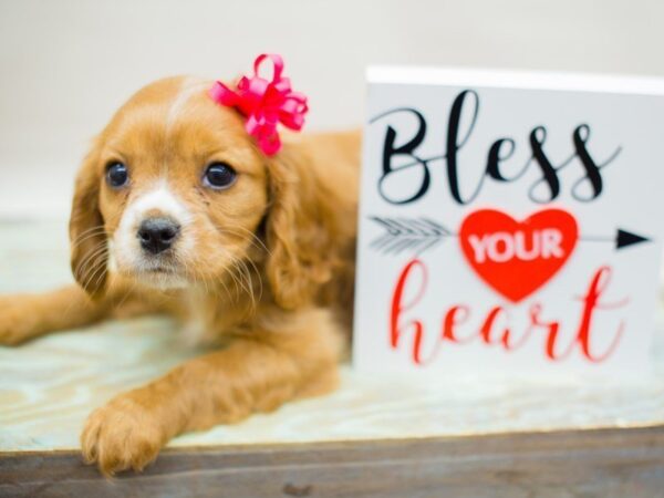 Cavalier King Charles Spaniel DOG Female RUBY 13391 Petland Wichita, Kansas