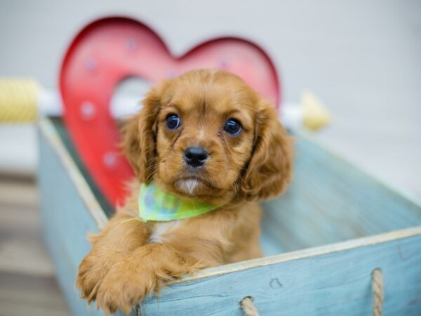 Cavalier King Charles Spaniel DOG Male RUBY 13389 Petland Wichita, Kansas