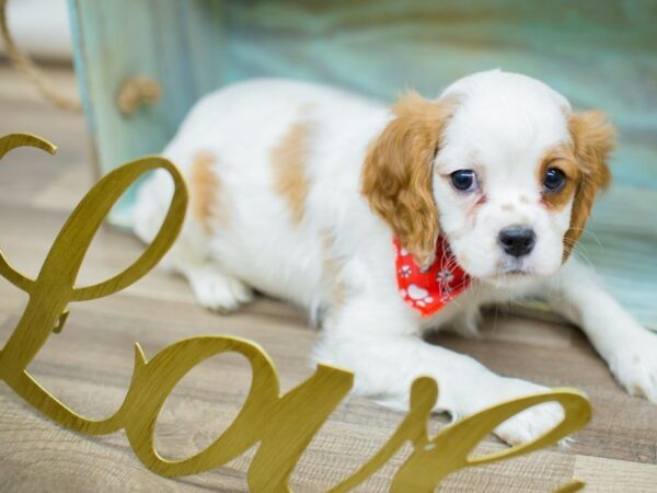 Cavalier King Charles Spaniel DOG Male Bleheim 13388 Petland Wichita, Kansas