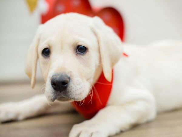 English Labrador Retriever DOG Male Yellow 13382 Petland Wichita, Kansas