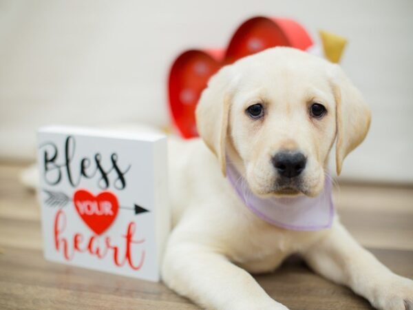 English Labrador Retriever-DOG-Female-Yellow-13381-Petland Wichita, Kansas