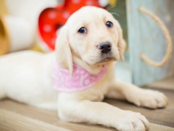 English Labrador Retriever DOG Female Yellow 13380 Petland Wichita, Kansas