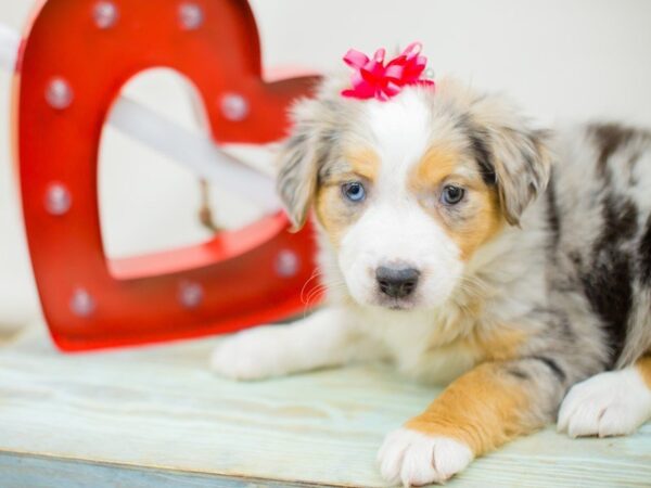 Australian Shepherd DOG Female Blue Merle 13374 Petland Wichita, Kansas