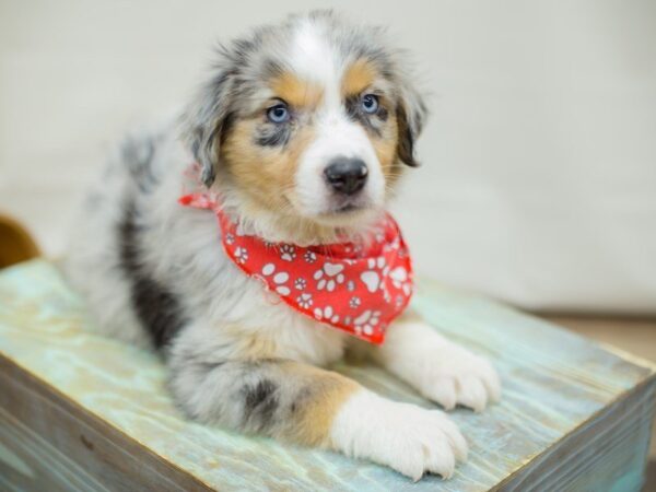 Australian Shepherd-DOG-Male-Blue Merle-13373-Petland Wichita, Kansas