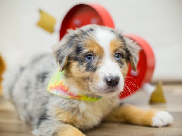 Australian Shepherd DOG Male Blue Merle 13372 Petland Wichita, Kansas