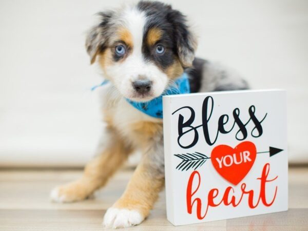 Australian Shepherd-DOG-Male-Blue Merle-13371-Petland Wichita, Kansas