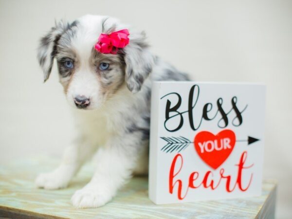 Miniature Australian Shepherd DOG Female Blue Merle 13379 Petland Wichita, Kansas