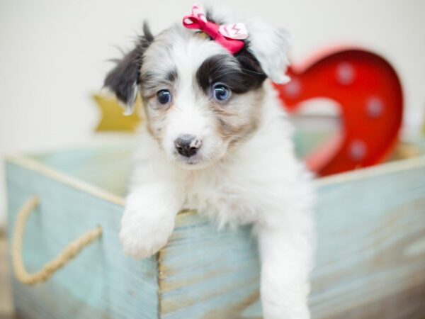 Miniature Australian Shepherd DOG Female Blue Merle 13378 Petland Wichita, Kansas