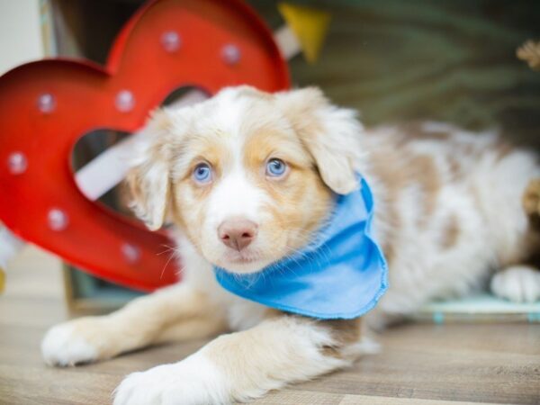 Miniature Australian Shepherd DOG Male Red Merle 13377 Petland Wichita, Kansas