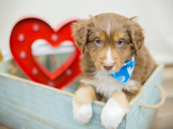 Miniature Australian Shepherd-DOG-Male-Red Tri-13376-Petland Wichita, Kansas