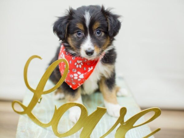 Miniature Australian Shepherd DOG Male Black Tri 13375 Petland Wichita, Kansas