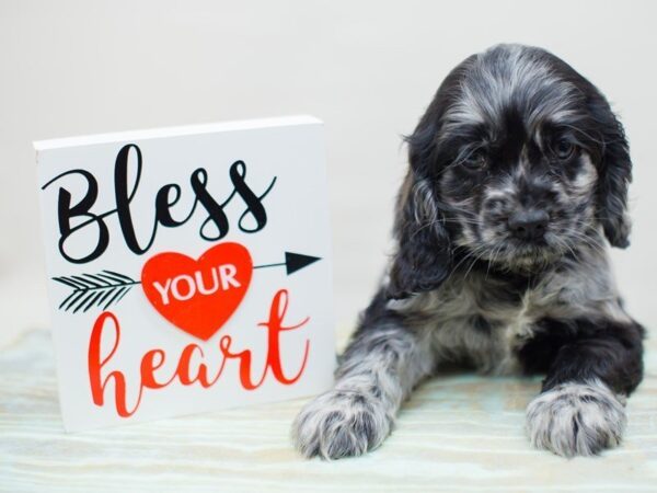 Cocker Spaniel-DOG-Male-BLUE MERLE-13423-Petland Wichita, Kansas