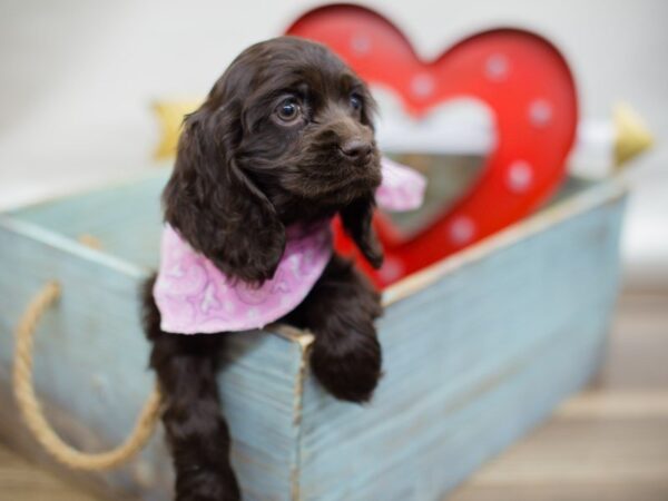 Cocker Spaniel DOG Female CHOCOLATE 13422 Petland Wichita, Kansas