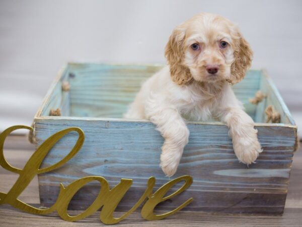 Cocker Spaniel DOG Female BUFF 13421 Petland Wichita, Kansas