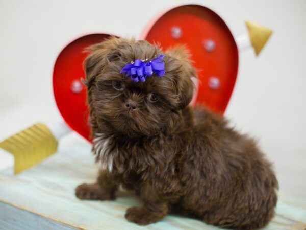 Shih Tzu DOG Female CHOCOLATE 13420 Petland Wichita, Kansas