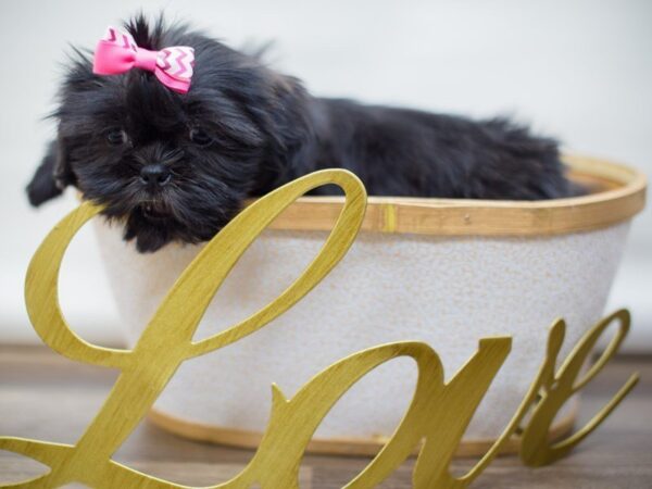 Shih Tzu-DOG-Female-BLACK-13419-Petland Wichita, Kansas