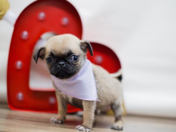 Pug DOG Female FAWN 13418 Petland Wichita, Kansas